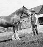 Old Photo Of Horse